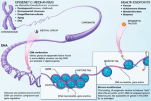 Epigenetic mechanisms